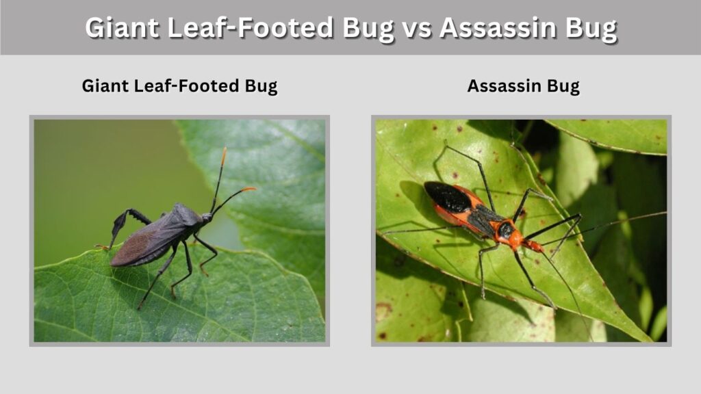 Giant Leaf-Footed Bug vs Assassin Bug