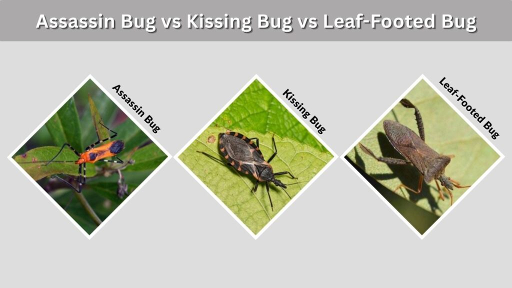 Assassin Bug vs Kissing Bug vs Leaf-Footed Bug
