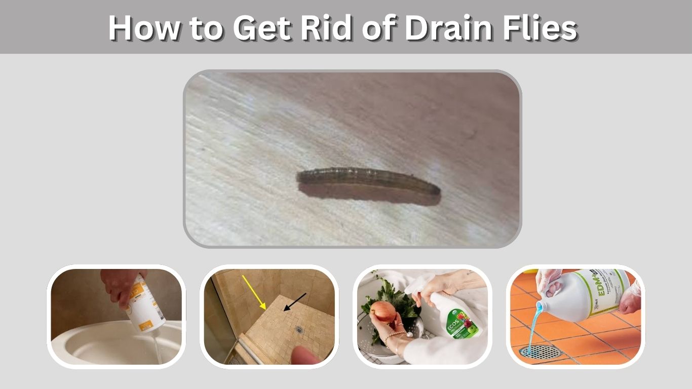 How to Get Rid of Drain Flies and Their Larvae
