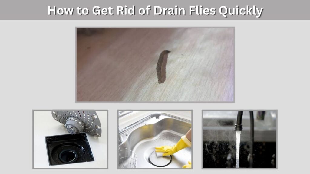 How to Get Rid of Drain Flies Quickly
