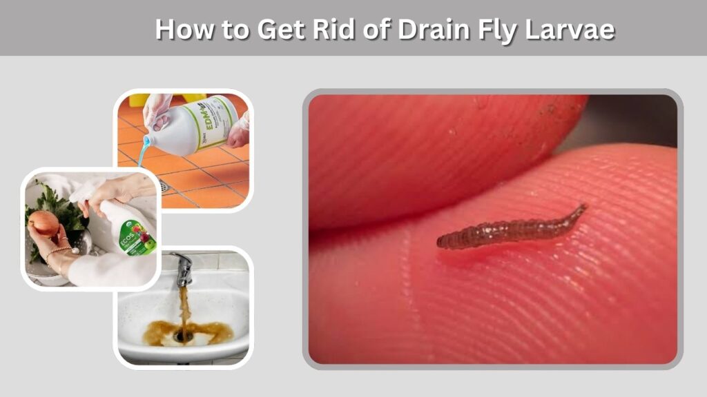 How to Get Rid of Drain Fly Larvae