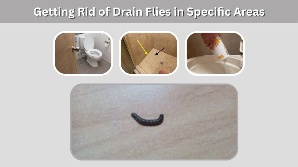 Getting Rid of Drain Flies in Specific Areas
