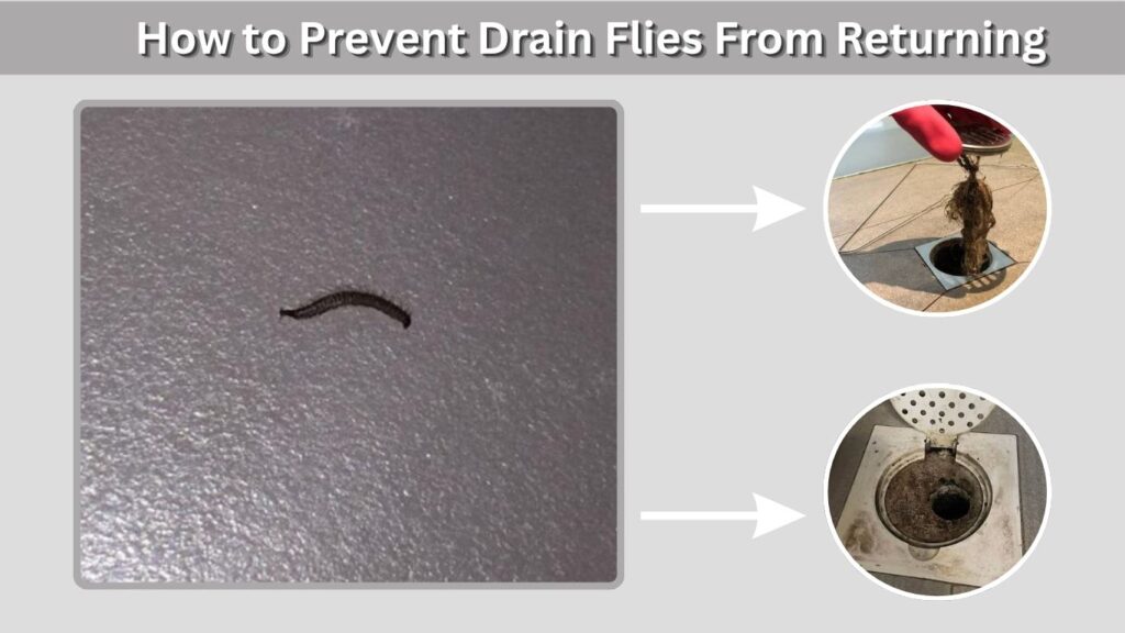How to Prevent Drain Flies From Returning