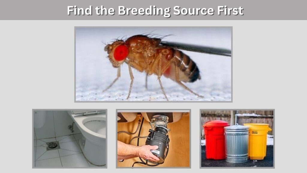 Find the Breeding Source First