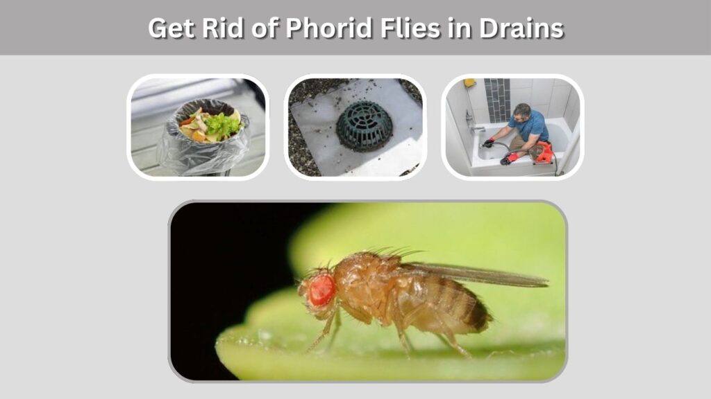 Get Rid of Phorid Flies in Drains