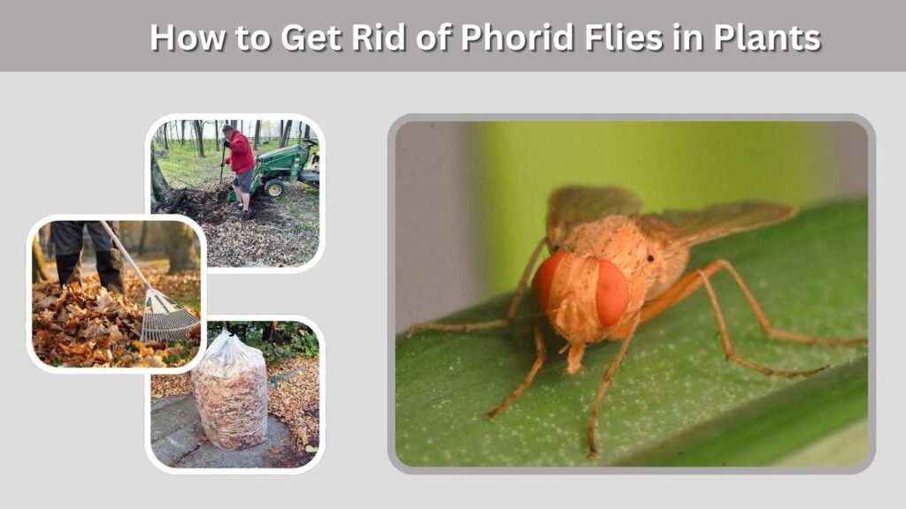 8. How to Get Rid of Phorid Flies in Plants