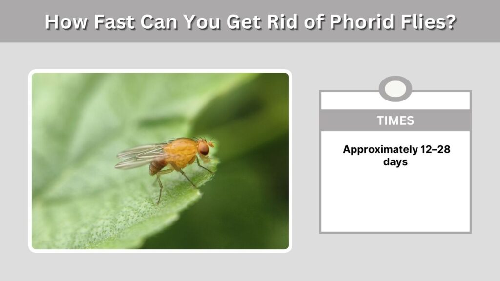 How Fast Can You Get Rid of Phorid Flies?