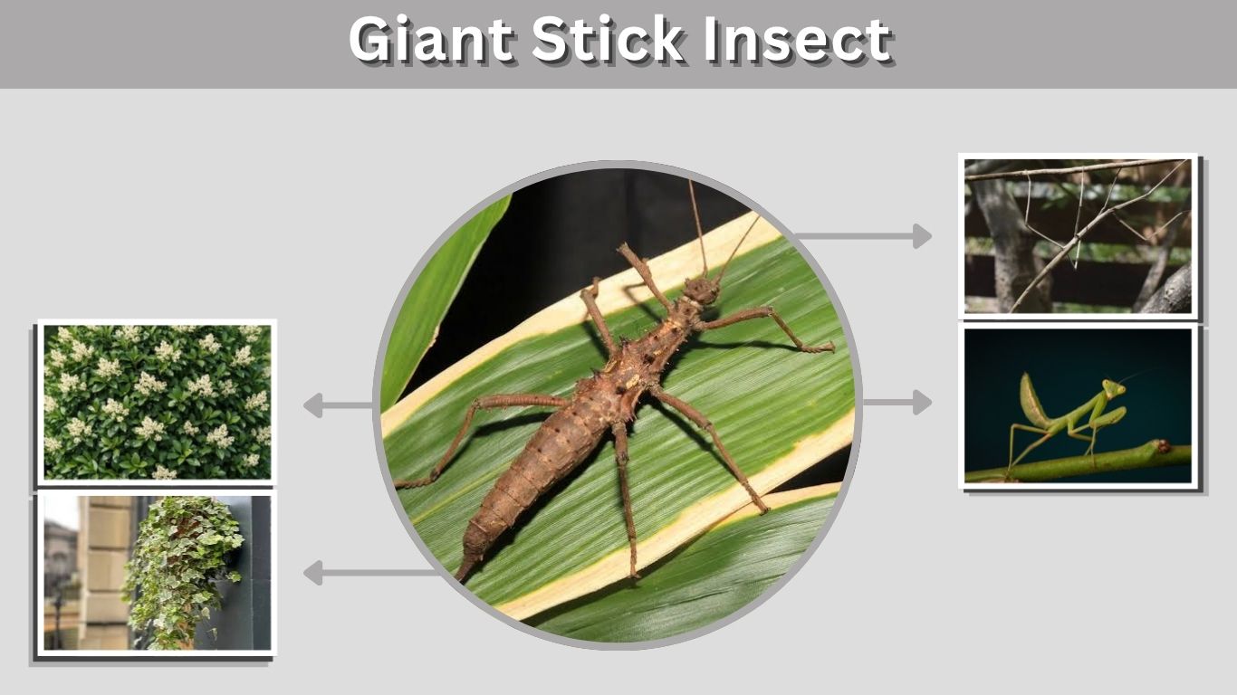 Giant Stick Insect: Size, Species, Diet, and Facts