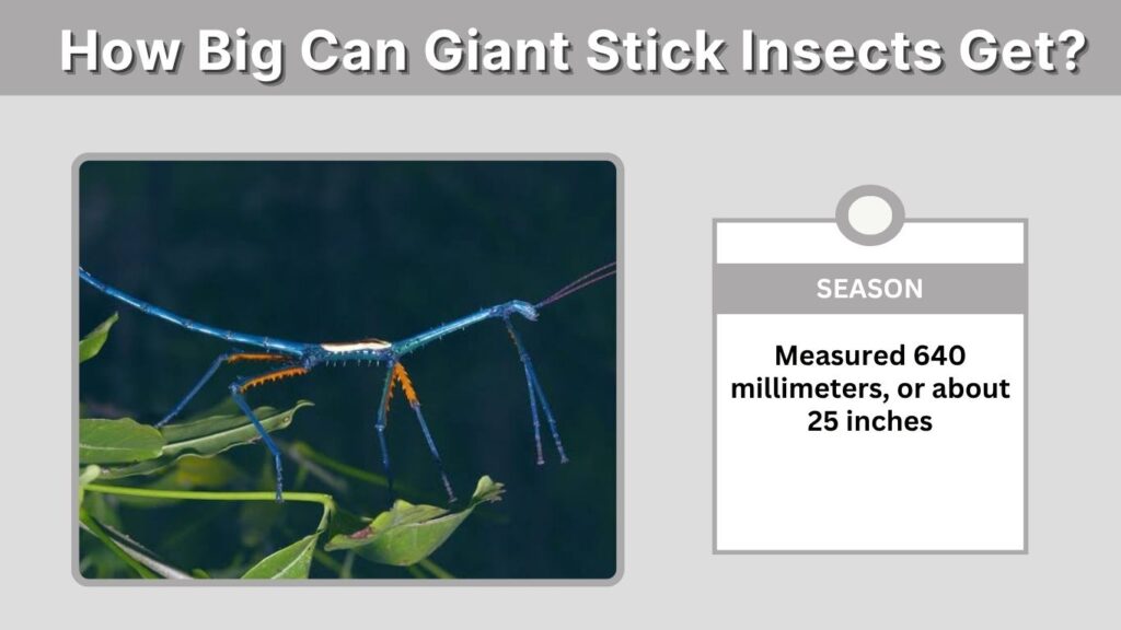 How Big Can Giant Stick Insects Get?