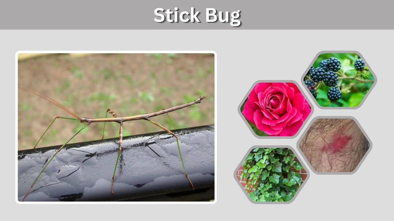 Stick Bug: Identification, Diet, Habitat, and Behavior