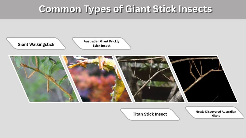 Common Types of Giant Stick Insects
