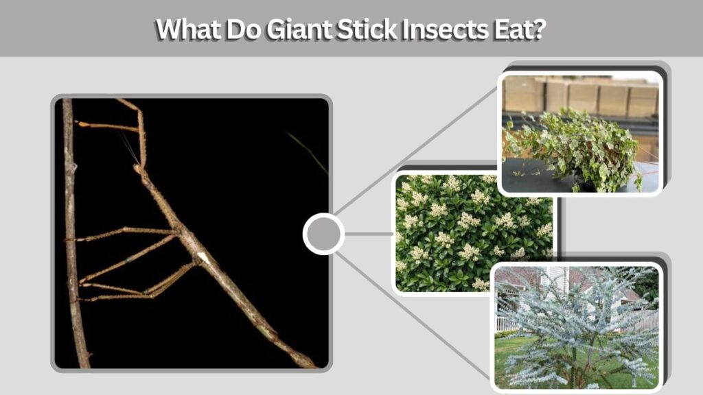 What Do Giant Stick Insects Eat?