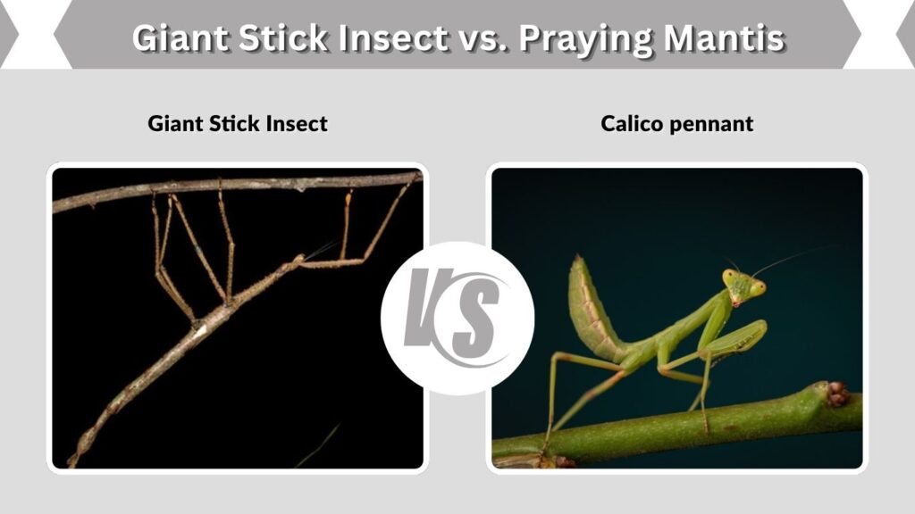 Giant Stick Insect vs. Praying Mantis