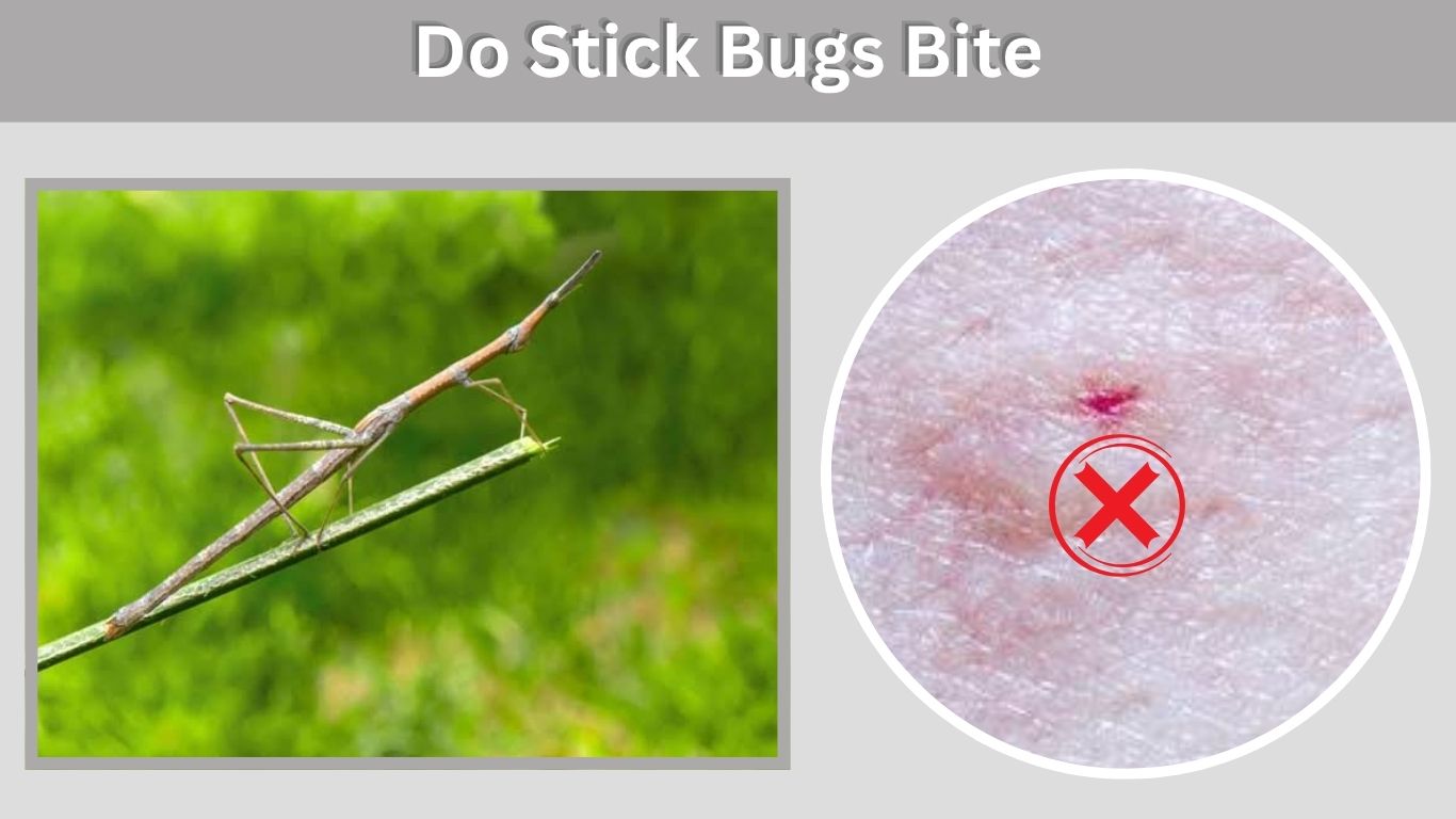 Do Stick Bugs Bite? Are Walking Stick Bugs Dangerous?