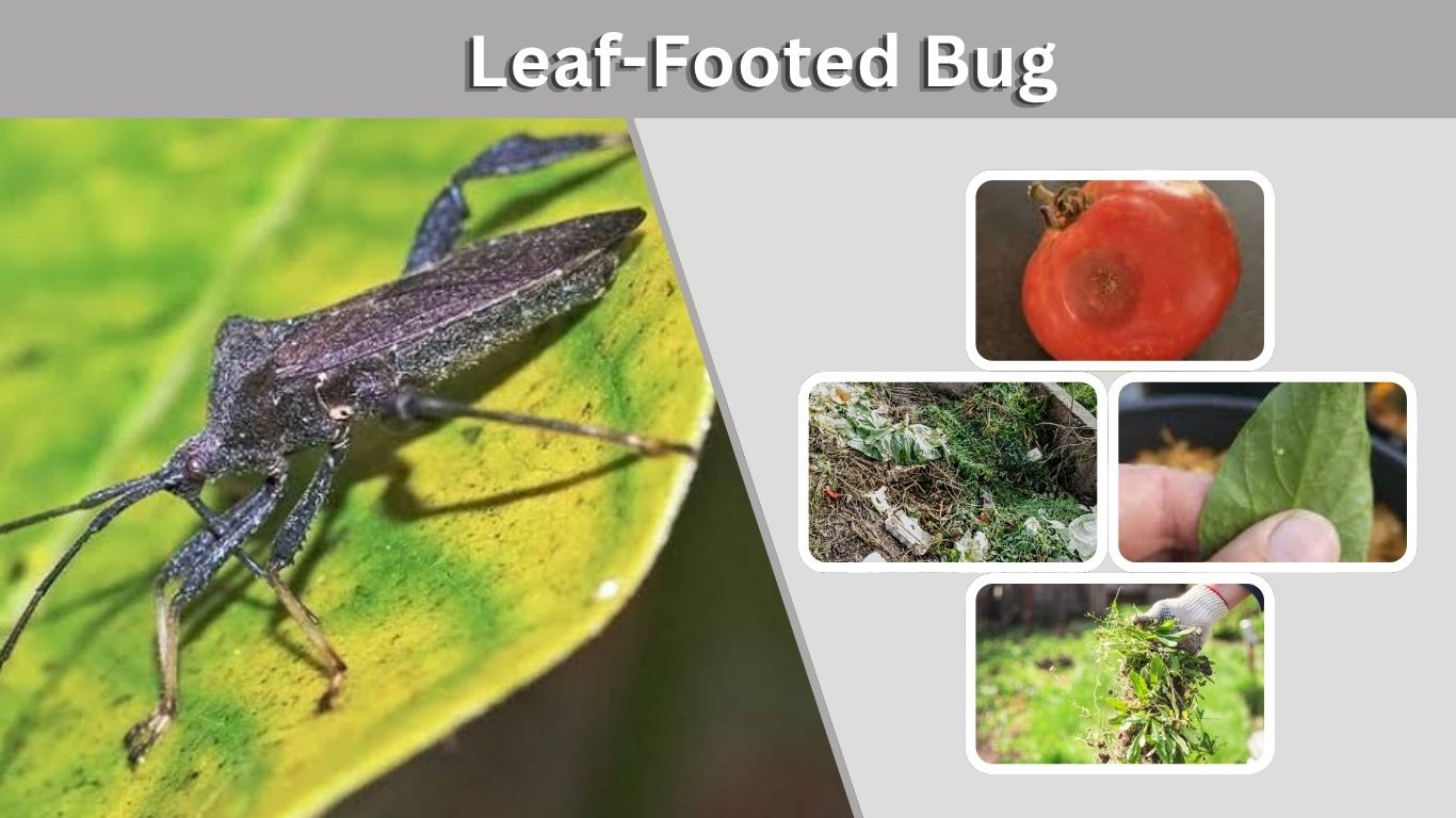 How to Get Rid of Leaf-Footed Bugs