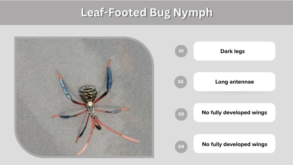 Leaf-Footed Bug Nymph