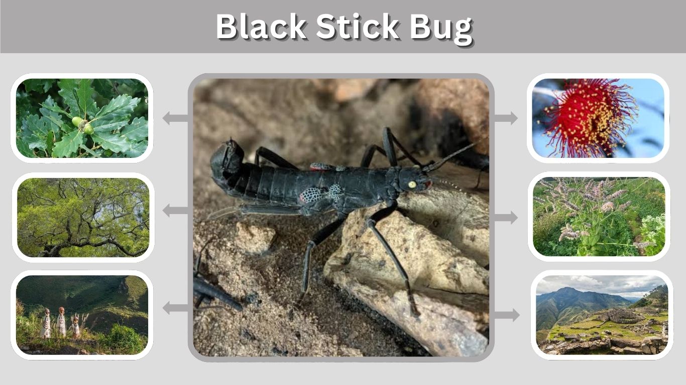 Black Stick Bug: Identification, Habitat and Facts