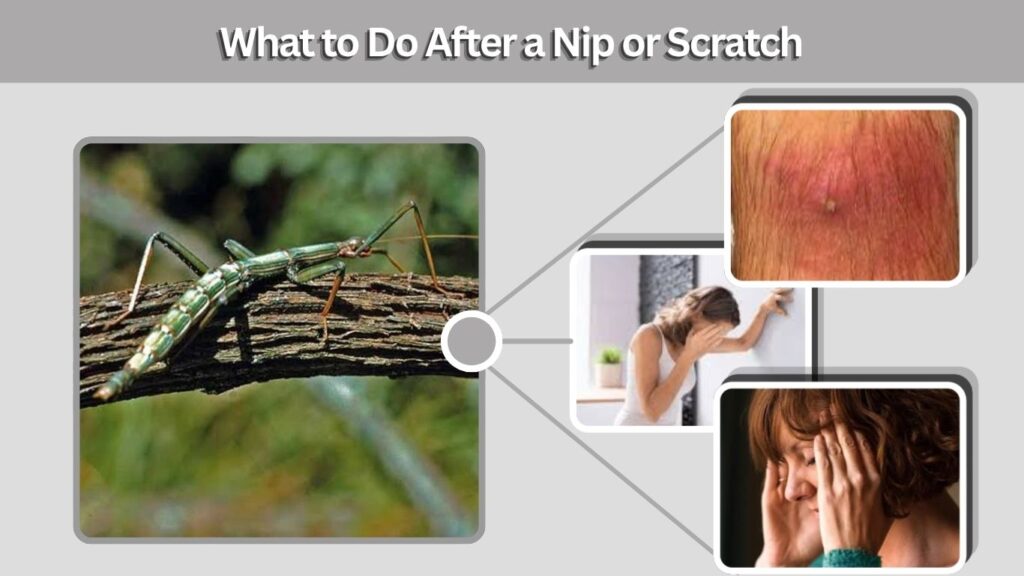 What to Do After a Nip or Scratch