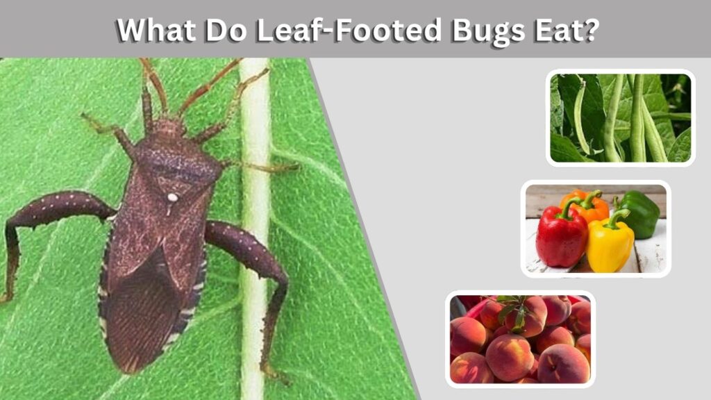 What Do Leaf-Footed Bugs Eat?