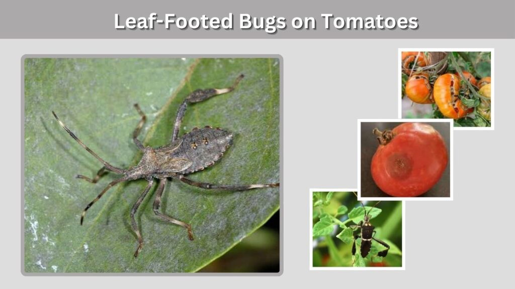 Leaf-Footed Bugs on Tomatoes