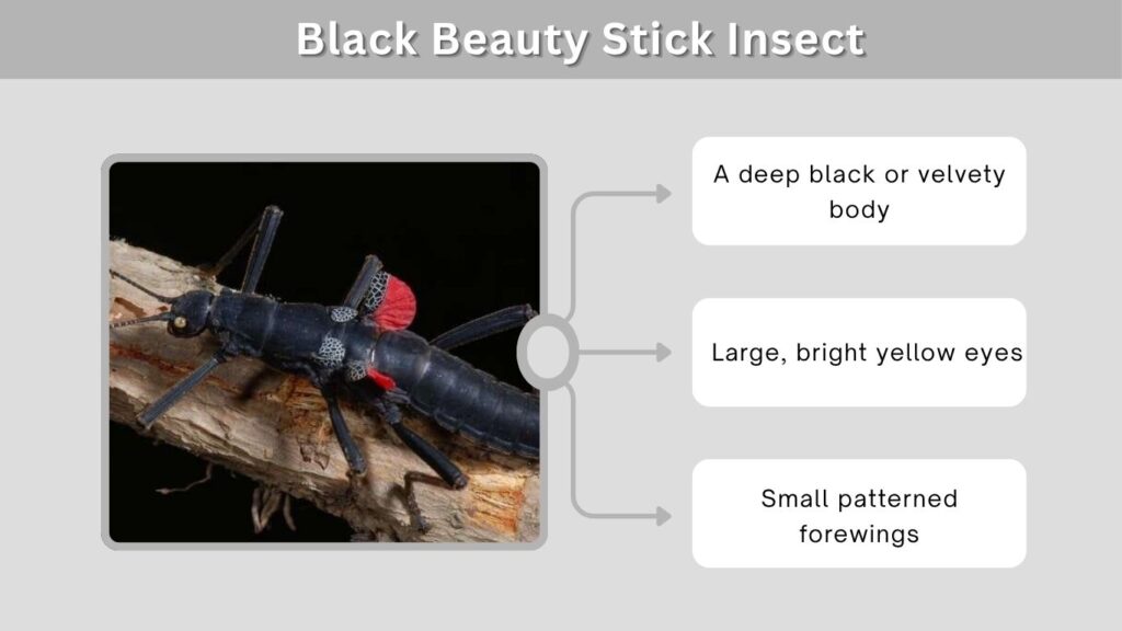 Black Beauty Stick Insect