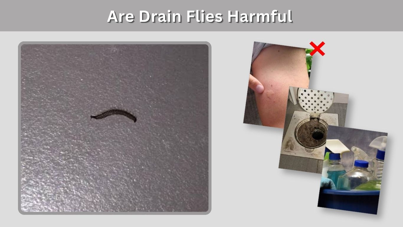 Are Drain Flies Harmful to Humans and Pets?
