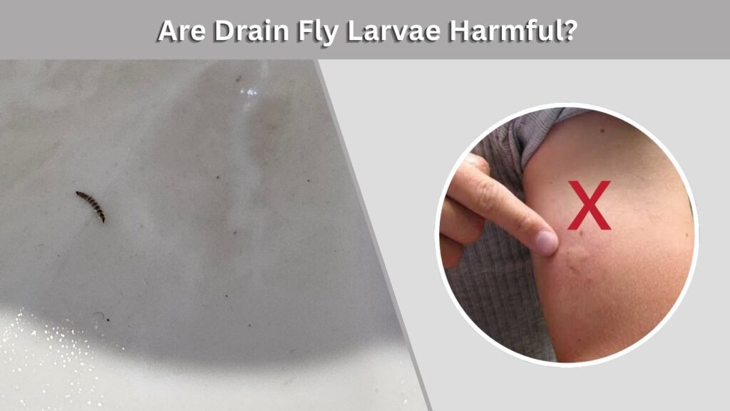 Are Drain Fly Larvae Harmful?