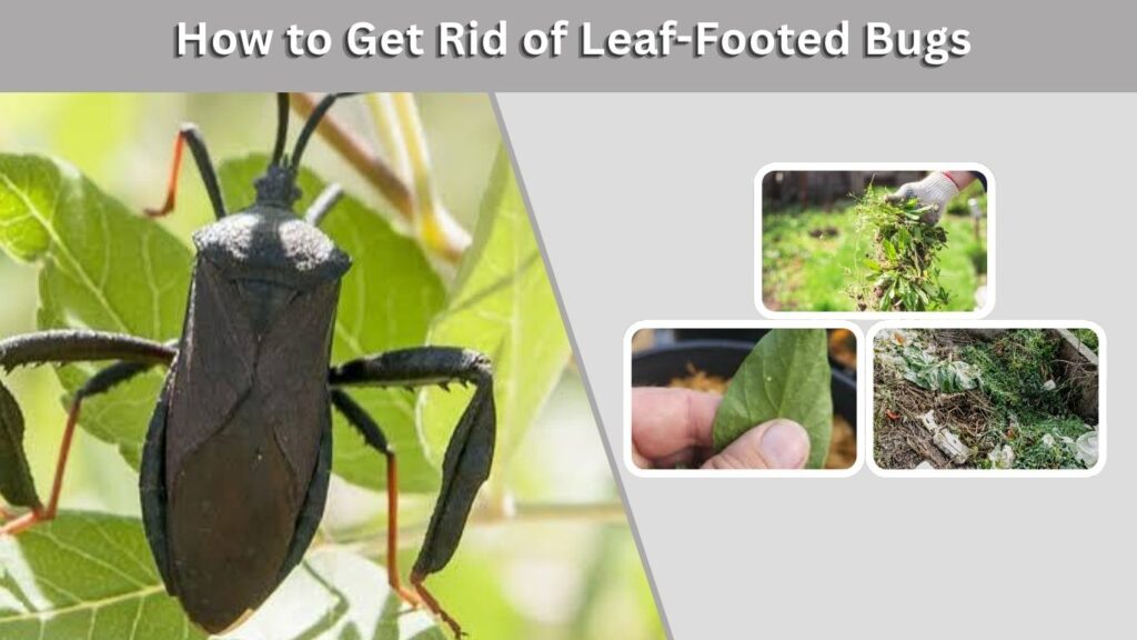 How to Get Rid of Leaf-Footed Bugs