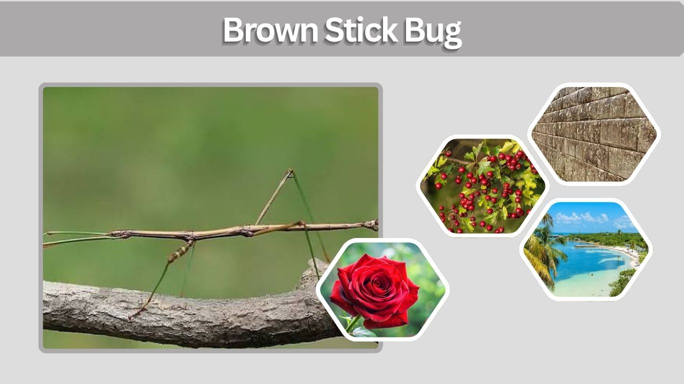 Brown Stick Bug: Identification, Types, Habitat & Facts