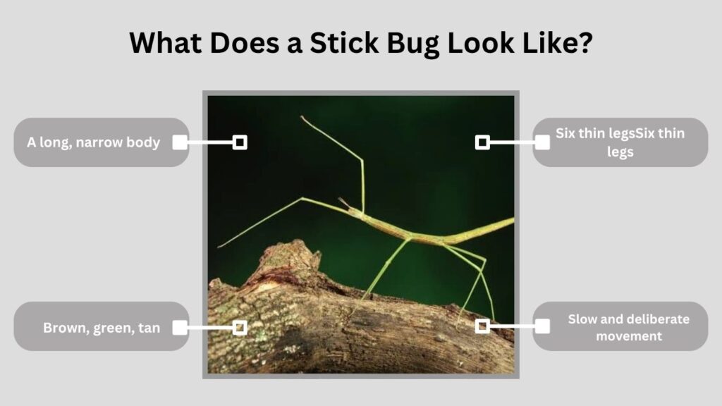 What Does a Stick Bug Look Like?