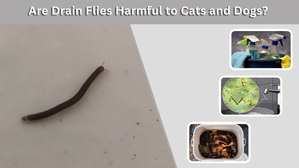 Are Drain Flies Harmful to Cats and Dogs?