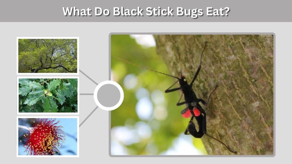 What Do Black Stick Bugs Eat?