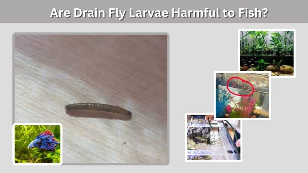 Are Drain Fly Larvae Harmful to Fish?