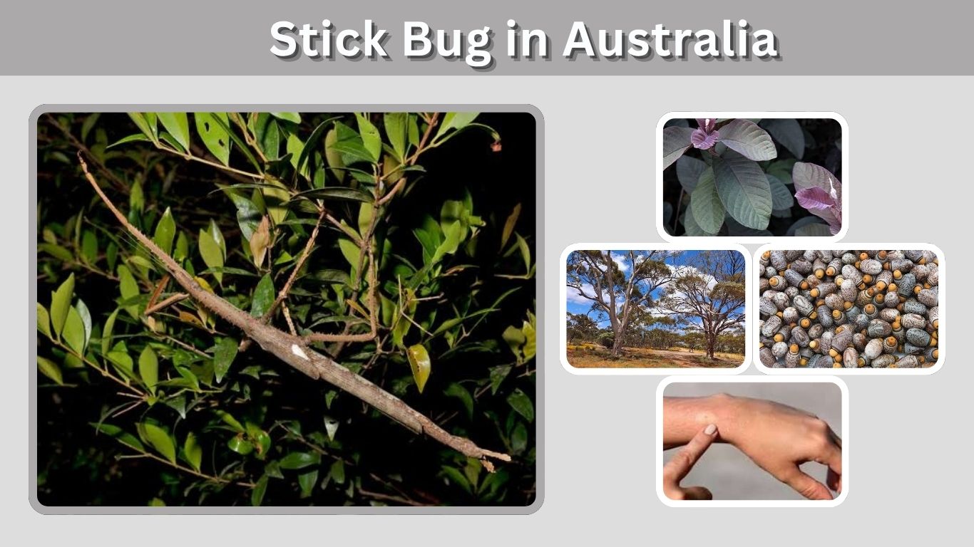Stick Bug in Australia: Species, Habitat, Facts, and New Discoveries