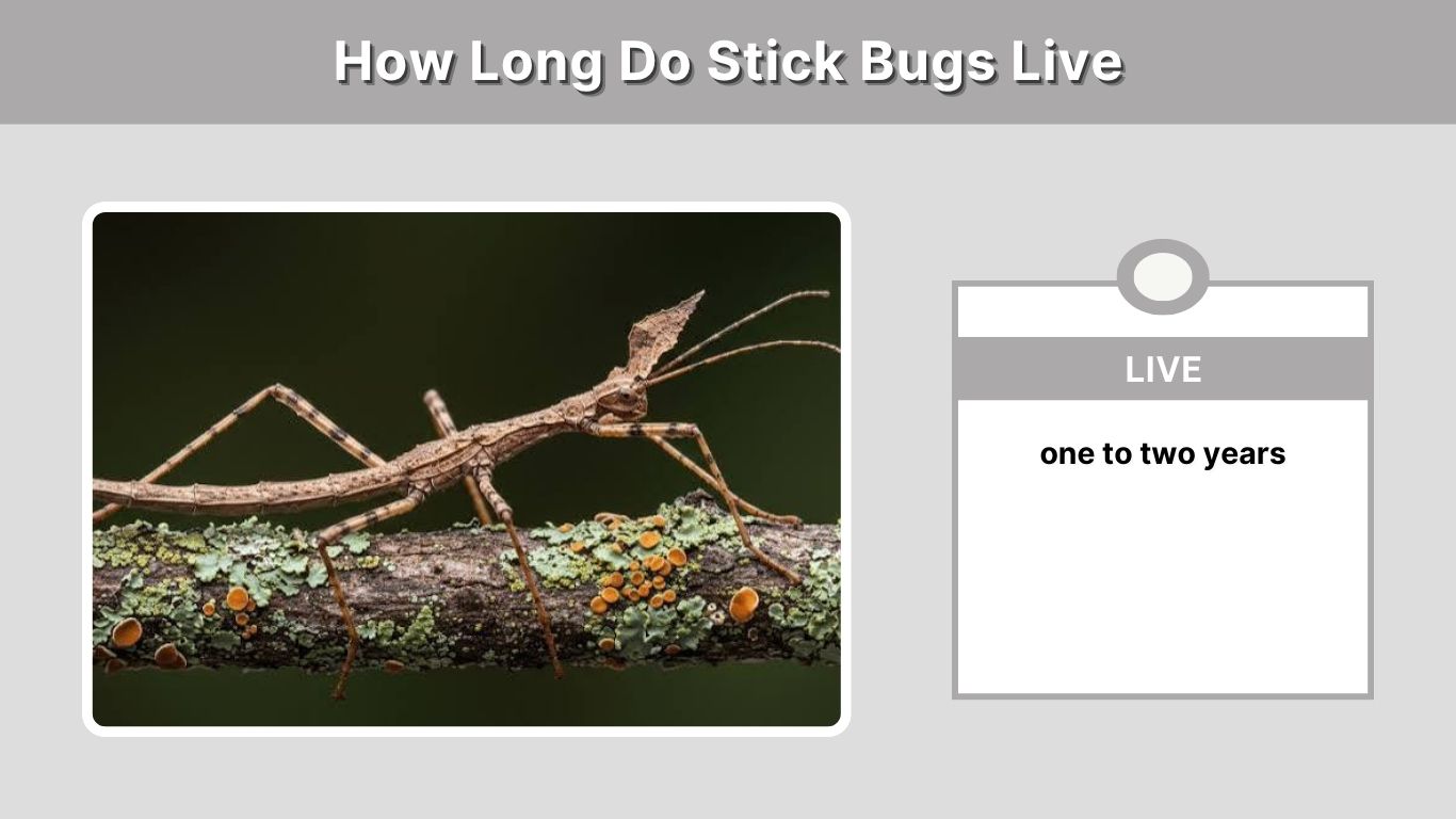 How Long Do Stick Bugs Live? Lifespan and Life Cycle
