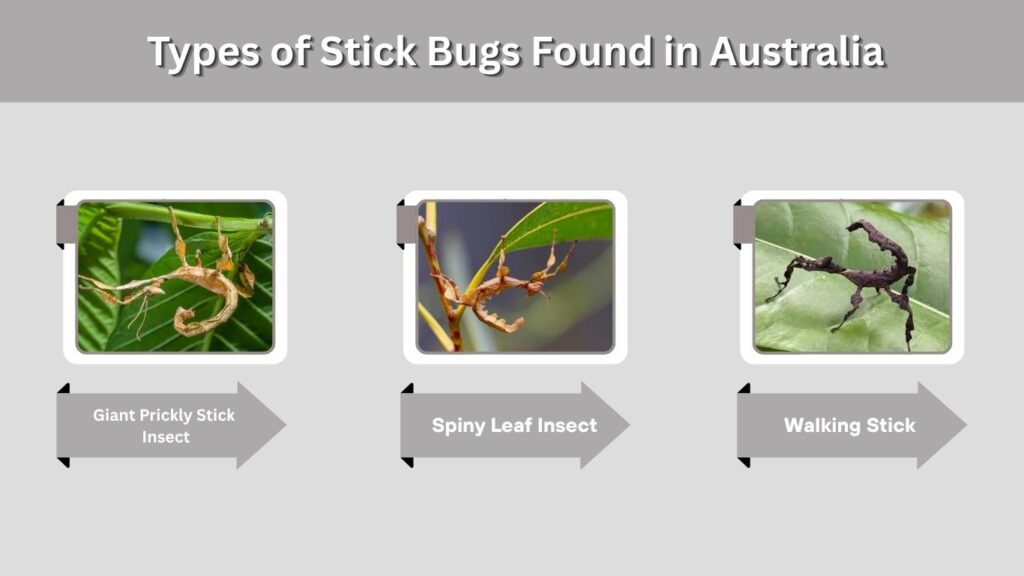 Types of Stick Bugs Found in Australia