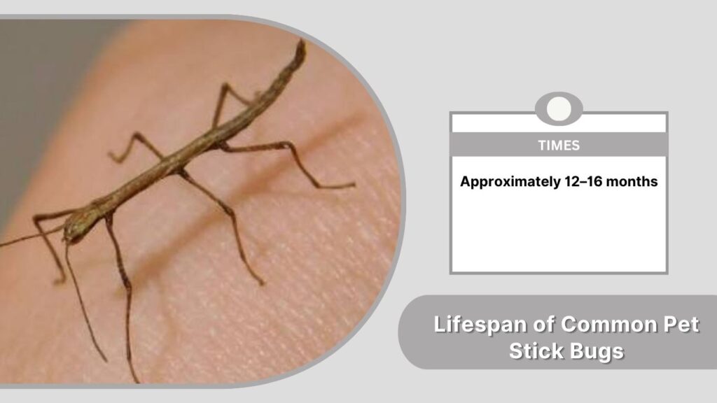 Lifespan of Common Pet Stick Bugs
