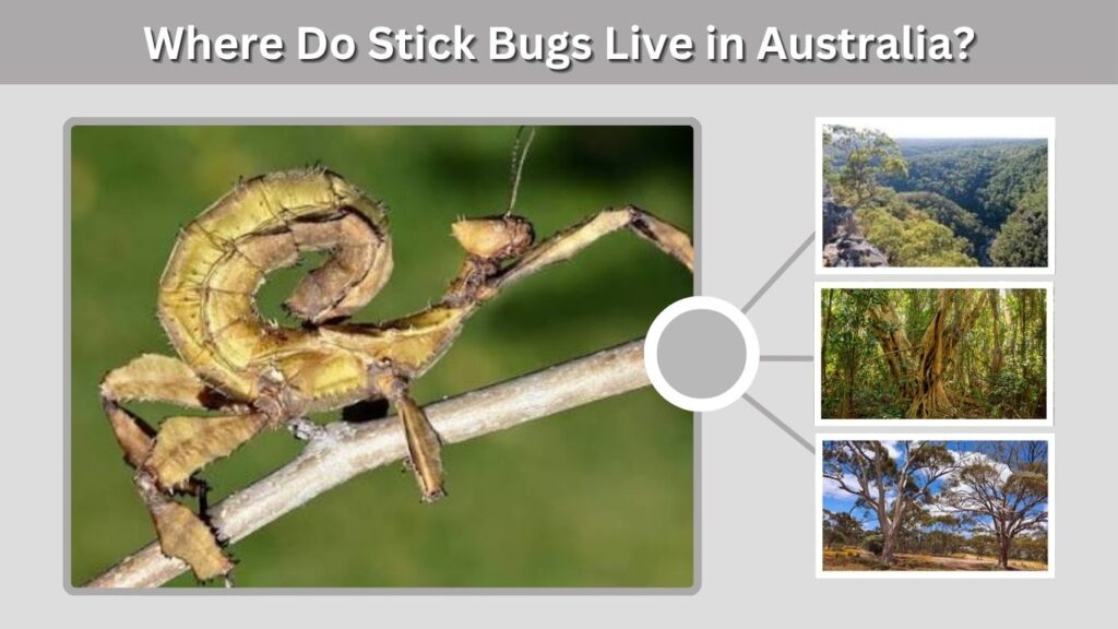 Where Do Stick Bugs Live in Australia?