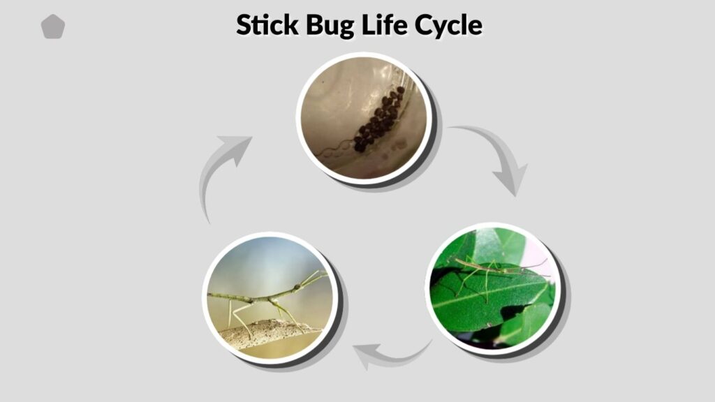 Stick Bug Life Cycle