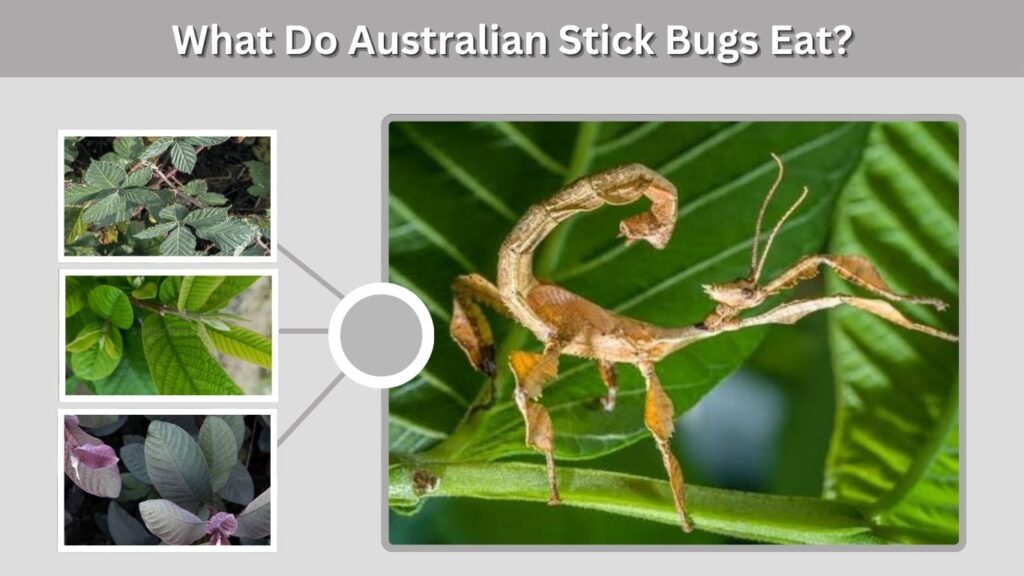 What Do Australian Stick Bugs Eat?