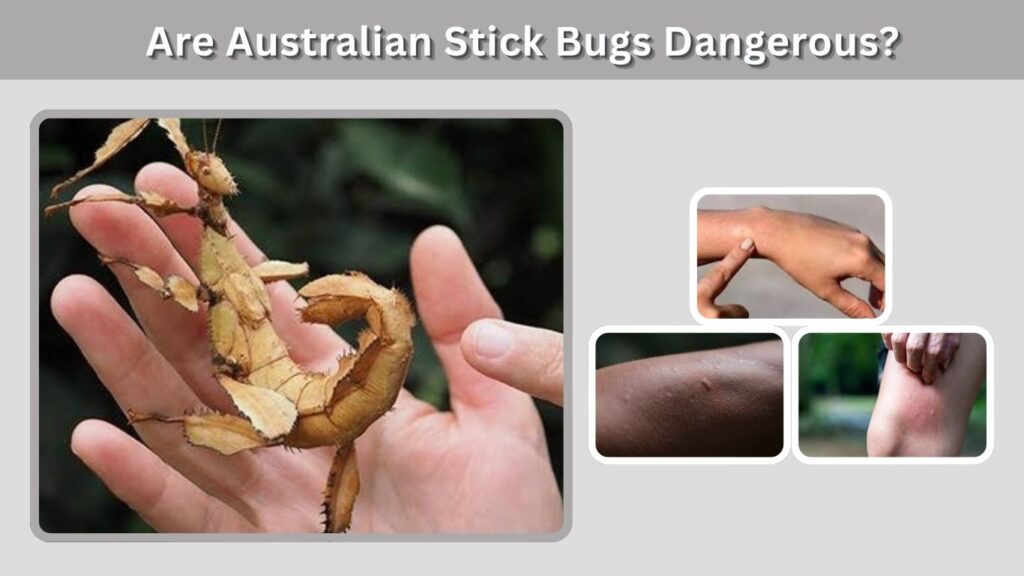 Are Australian Stick Bugs Dangerous?