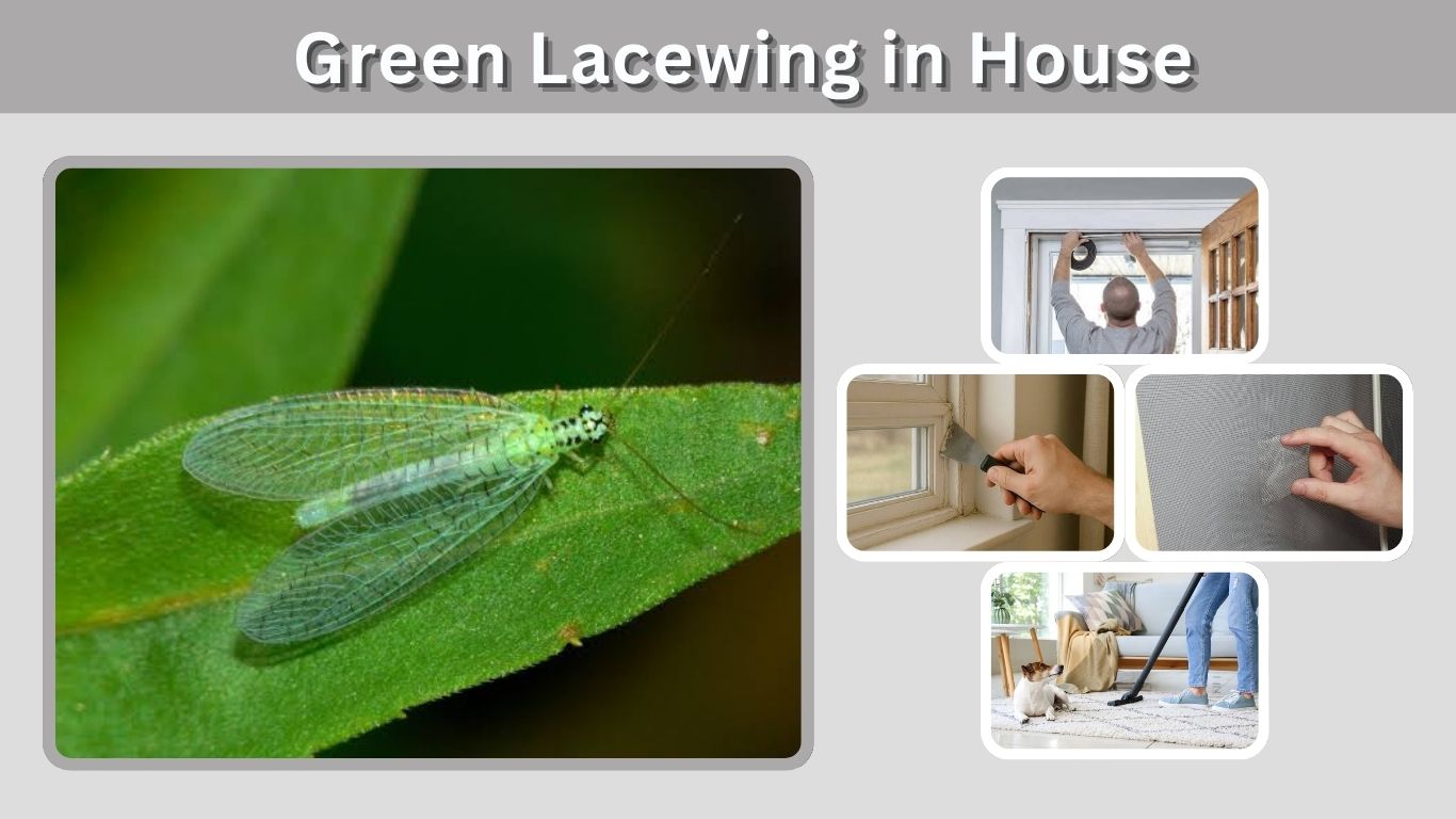 Green Lacewing in House: Why They Come In and What to Do