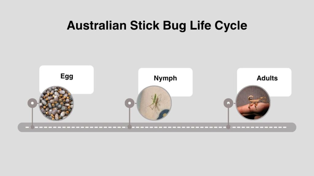 Australian Stick Bug Life Cycle