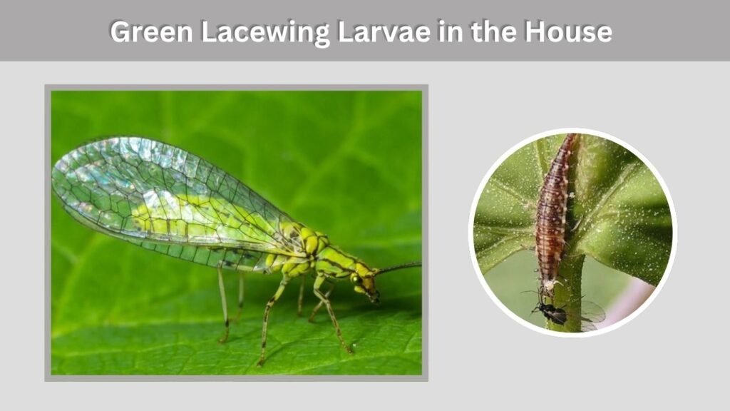 Green Lacewing Larvae in the House