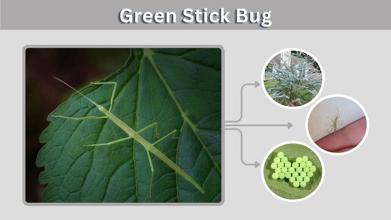 Green Stick Bug: Identification, Diet, Bite, and Facts