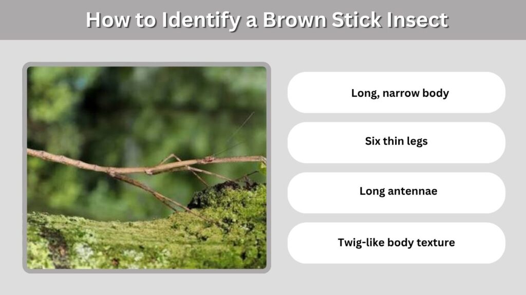 How to Identify a Brown Stick Insect
