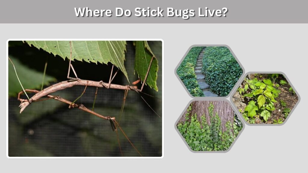 Where Do Stick Bugs Live?