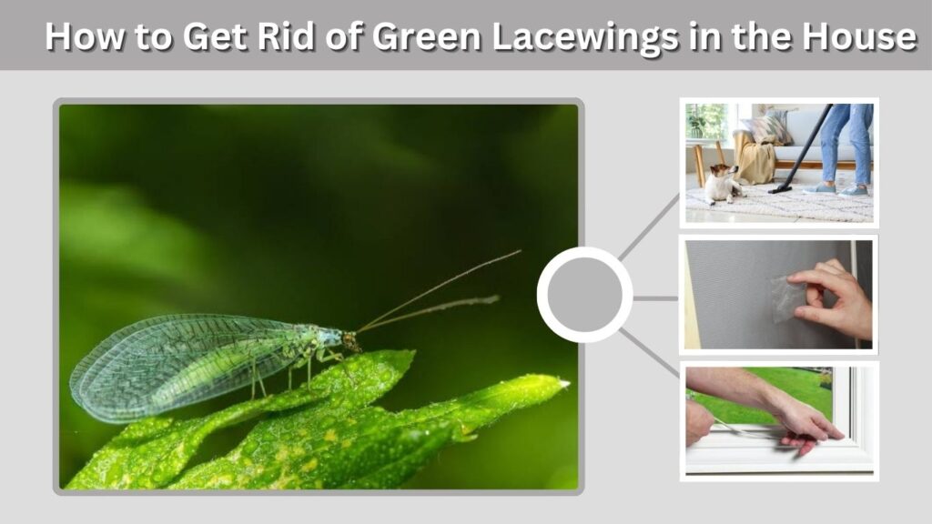 How to Get Rid of Green Lacewings in the House