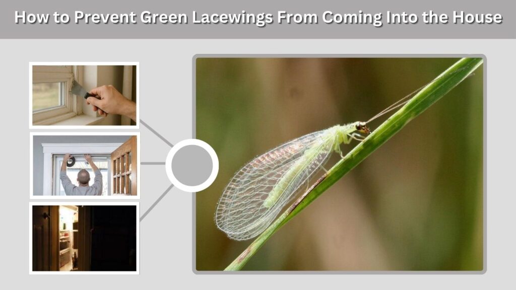 How to Prevent Green Lacewings From Coming Into the House