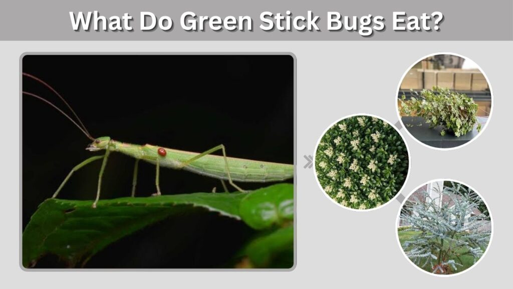 What Do Green Stick Bugs Eat?